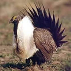 sage_grouse_2-250x250