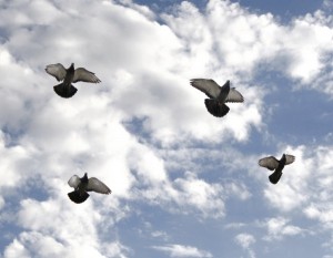 4-pigeons-in-flight-600x465