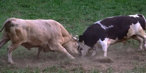 bulls-cattle-animals-fight-fighting-bosnia