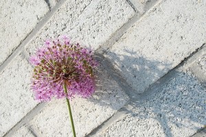 shadow-flower-light