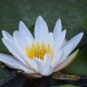 water-lily-white-aquatic-plant-water-flower-lake