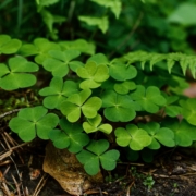 st-patricks-day-clover